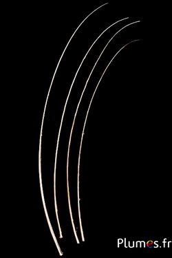 Struzzo Rachis - 50-60 cm - dorato